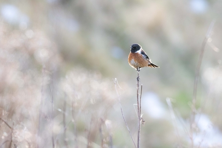 Bird on stalk