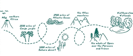 An illustrated journey of the swift from Africa to Walthamstow Wetlands, with a circuitous and winding route to show the huge distance covered