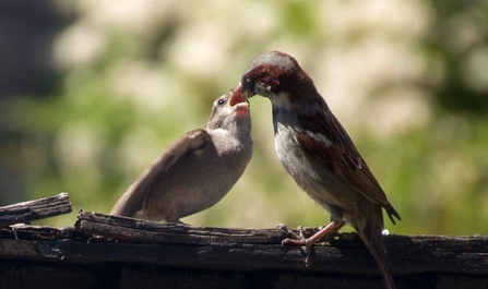 Image of a house sparrow feeding another atop a log