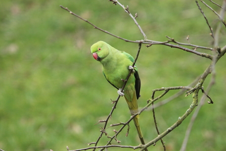 Parakeet sits on a branch
