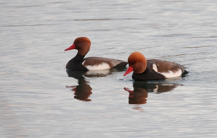 Two red crested pochards on the water at Woodberry Wetlands
