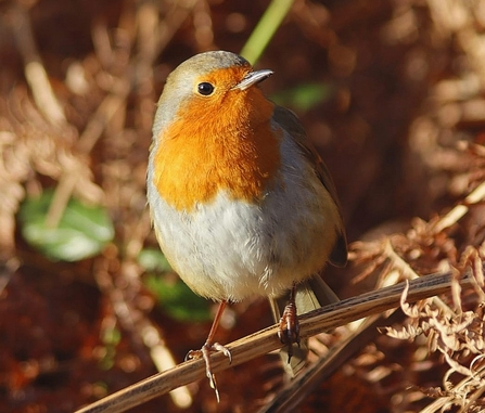 Robin sits on a branch