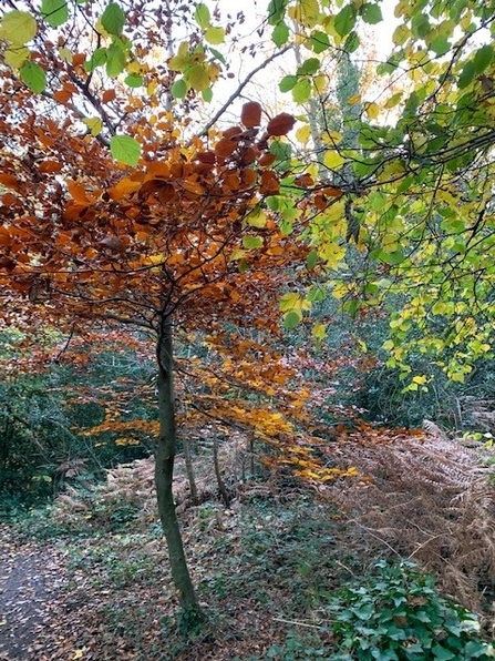 Green and orange trees in the Great North Wood