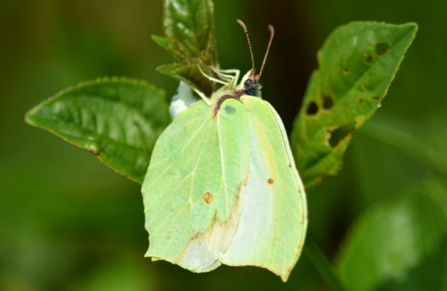 Brimstone butterfly Mattew Rich