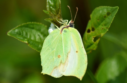 Brimstone butterfly Mattew Rich 