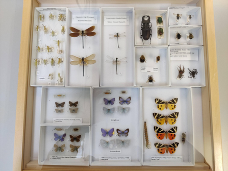 Invertebrate case NHM Alan Yap