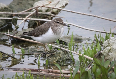 A common sandpiper with white and brownish grey plumage perched on a rock in the water.