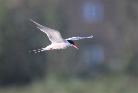 A common tern in flight. The bird has white plumage with a black head cap and orange-red bill.