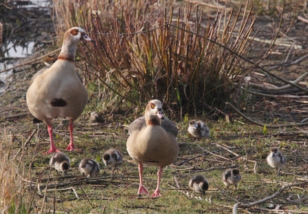 Two adult Egyptian geese with seven goslings