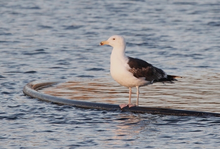 A great black-backed gull perched on a pipe in the water