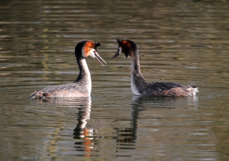 A part of great crested grebe's courtship display on the water