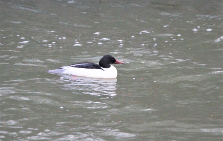 A goosander on the water at Woodberry Wetlands
