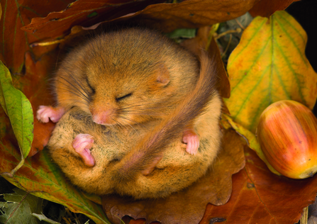 Hibernating dormouse curled in a ball on top of some orange and yellow leaves with a nut to its right
