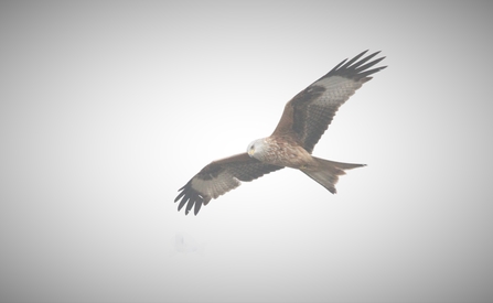 A red kite in flight. It has red wings that are tipped with black and have white patches underneath in the 'hand'. Its face is white and its beak yellow.
