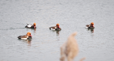 Four red-crested pochards on the water
