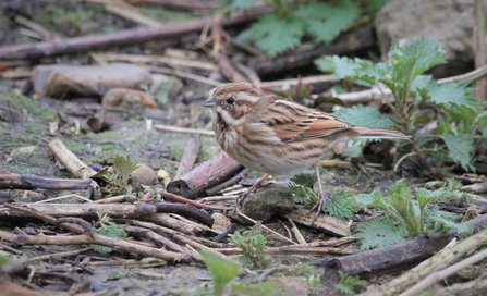 Female reed bunting on the ground with sticks and vegetation around