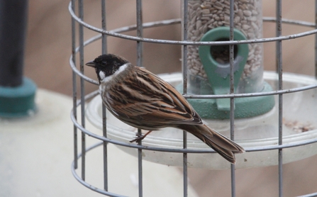 A male reed bunting perched on the side of a cage bird feeder