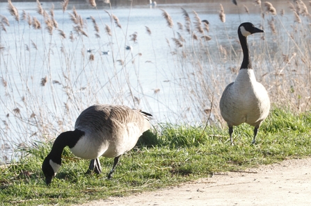 Two ringed adult Canada geese on the grass edge of a path. Reeds and water can be seen behind them.