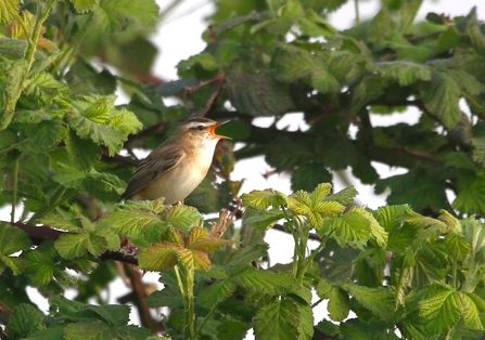 Sedge warbler perched in bramble bush singing