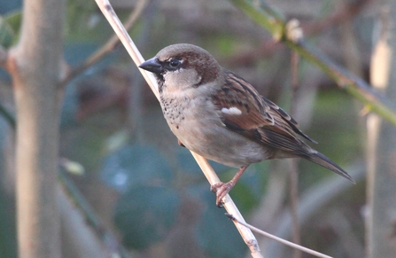A sparrow perched on a thin branch