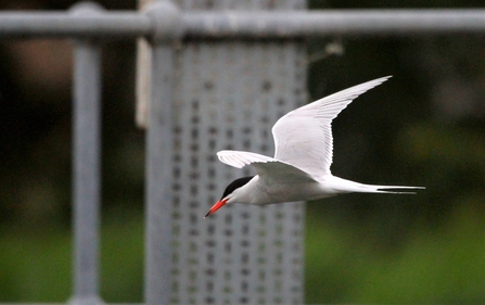 A common tern in flight, with a blurred fence in the background