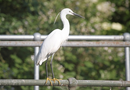A little egret perched on a metal railing