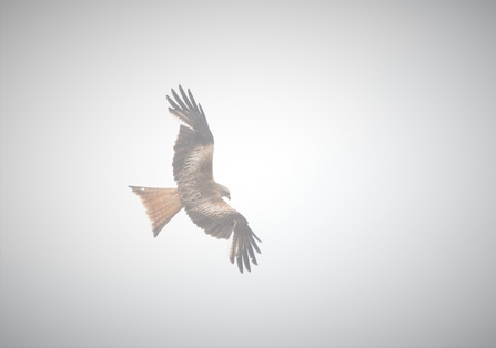 A red kite in flight. It has red wings that are tipped with black and have white patches underneath in the 'hand'. Its face is white and its beak yellow.