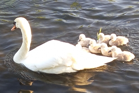 A swan swimming with its seven cygnets