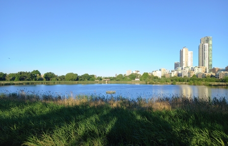 View across water at Woodberry Wetlands with tall buildings in the background