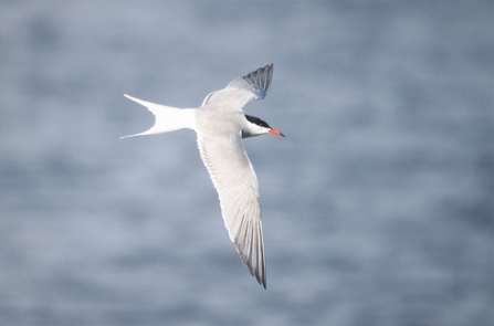 Common tern in flight