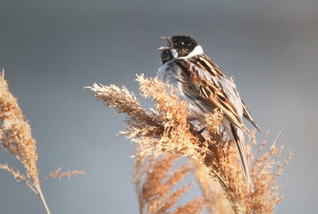 A reed bunting perched on the top of a beige flowered part of a reed 