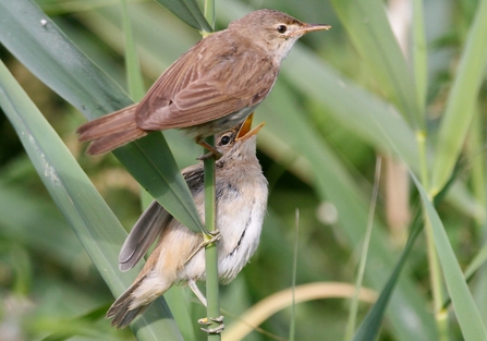 A juvenile reed warbler perched on a reed with its beak open, above it is an adult 