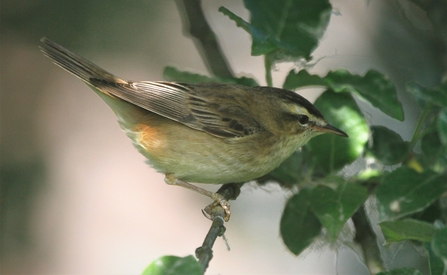 A sedge warbler perched on a small branch among leaves