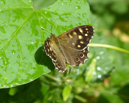 Specked Wood Butterfly 
