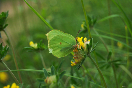 Brimstone Butterfly 