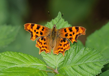 Comma butterfly on a Bramble Leaf