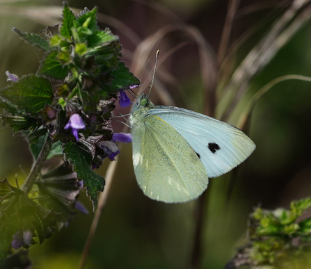 Large White Butterfly at Walthamstow Wetlands