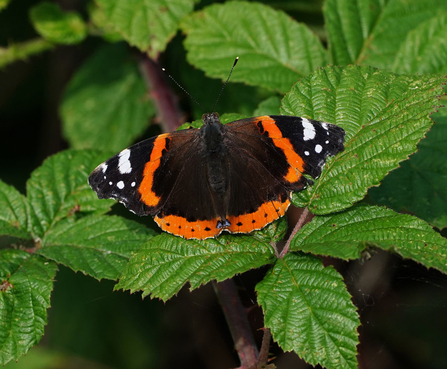 Red Admiral Butterfly.