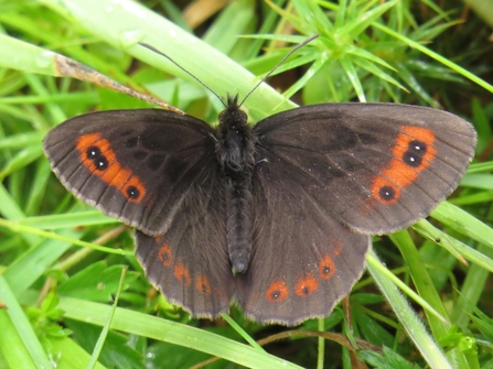 Mountain Ringlet Butterfly 