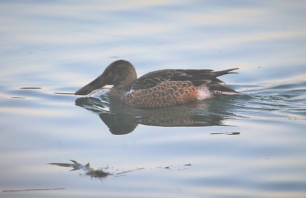 A shoveler duck on the water