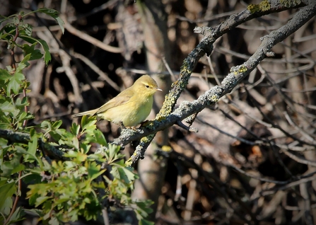 A willow warbler perched on a branch 