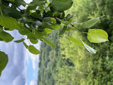 A brand of green leaves hanging from a tree with a woodland view in the distance.