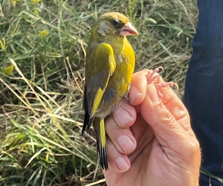 Green Finch resting on hand during bird ringing.