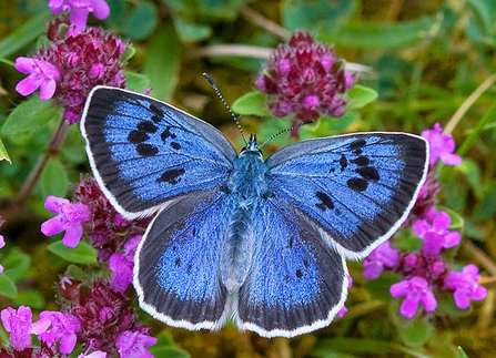 Large Blue Butterfly  