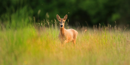 A roe deer standing in some long grass with blurred trees in the background