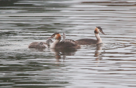 Two great crested grebe adults on the water with their three chicks