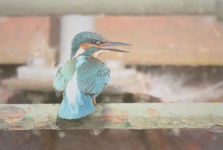A kingfisher with its beak open perched on a bar 