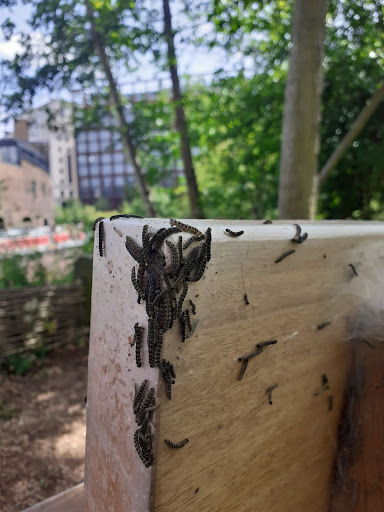 The caterpillars of the Spindle ermine moth, at Camley Street Natural Park. 