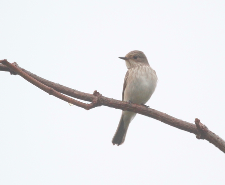 A spotted flycatcher perched on a branch against a white sky