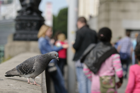 A feral pigeon perched on a wall along South Bank 